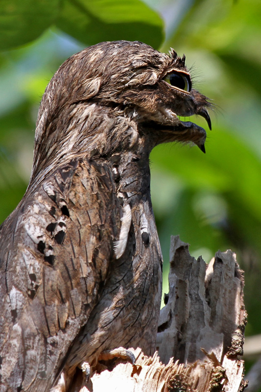 potoo bird plush